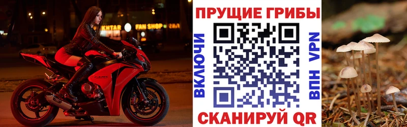 Псилоцибиновые грибы Psilocybe  Купить  Сорск 